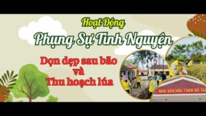 phụng sự tình nguyện - dọn dẹp sau bão và thu hoạch lúa