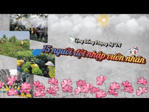 Phụng sự thu hoạch nhãn tại Bắc Giang